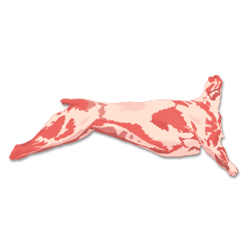 Lamb-Carcass