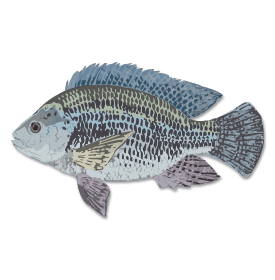 Seafood-Whole-Tilapia